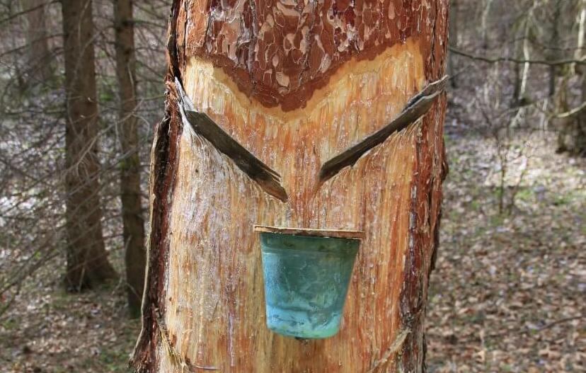 Ein Baum aus welchem gerade Harz gewonnen wird.